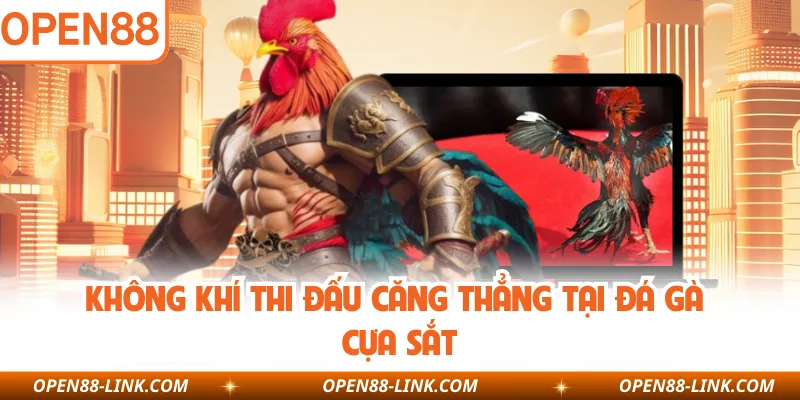 Không khí thi đấu căng thẳng tại đá gà cựa sắt